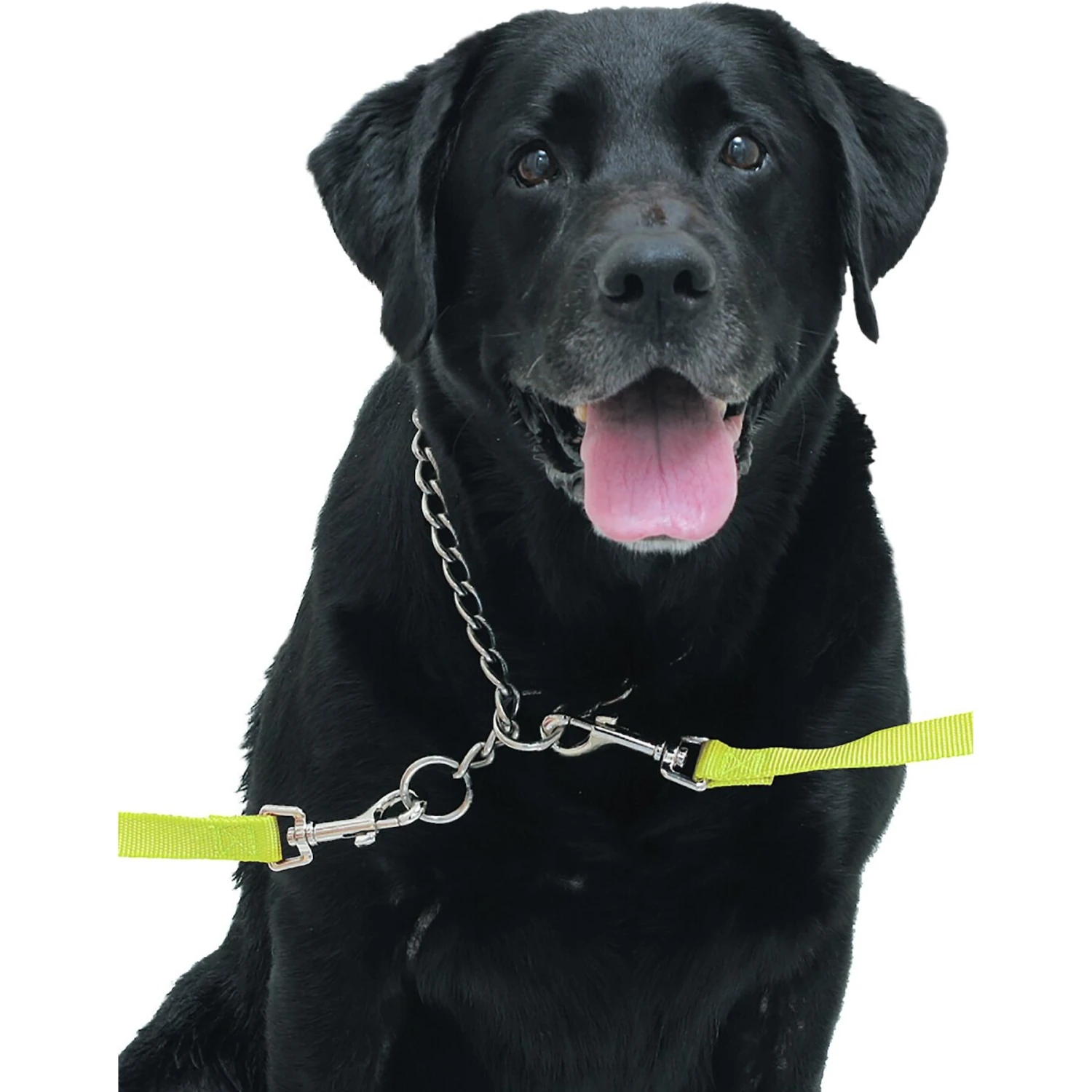 Rinse Ace Dog Bathing Tethers - Image 3