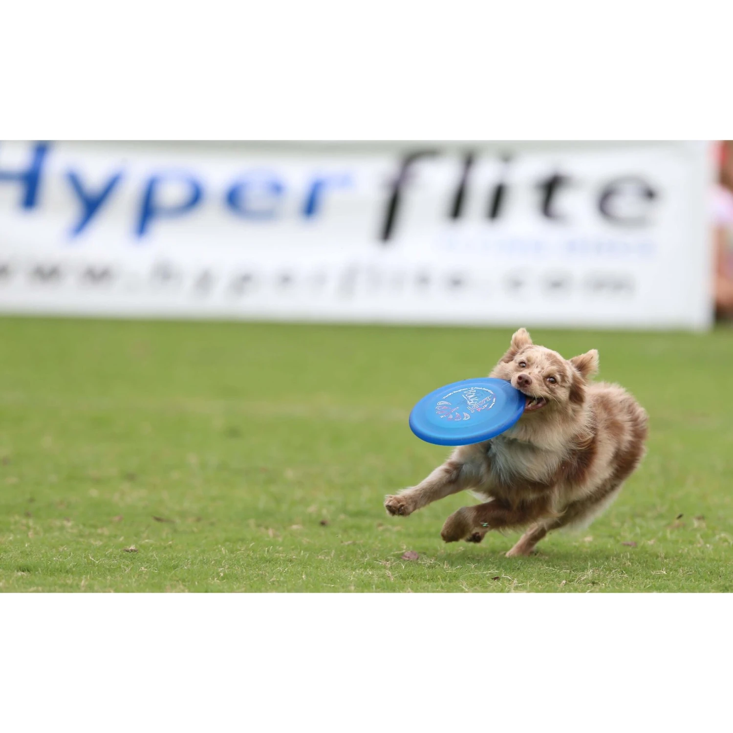 Hyperflite Jawz Pup Disc - Image 5