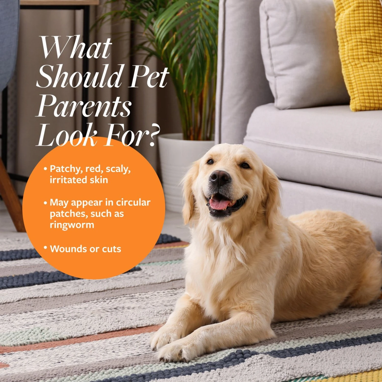 Veterinary Formula Clinical Care Antiseptic & Antifungal Spray & Veterinary Formula Clinical Care Antiseptic & Antifungal Shampoo - Image 5