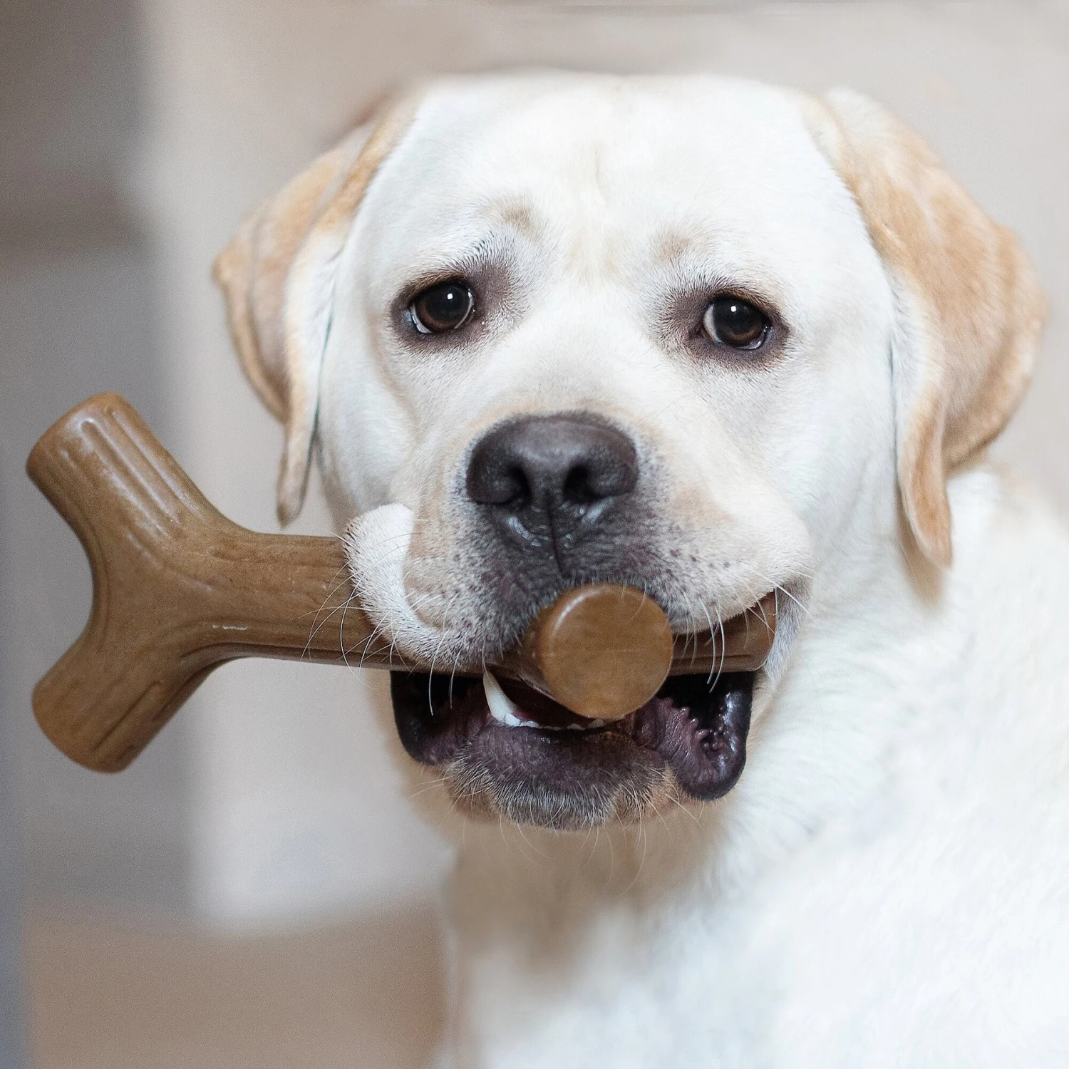 Benebone Maplestick Chew Dog Toy - Image 2