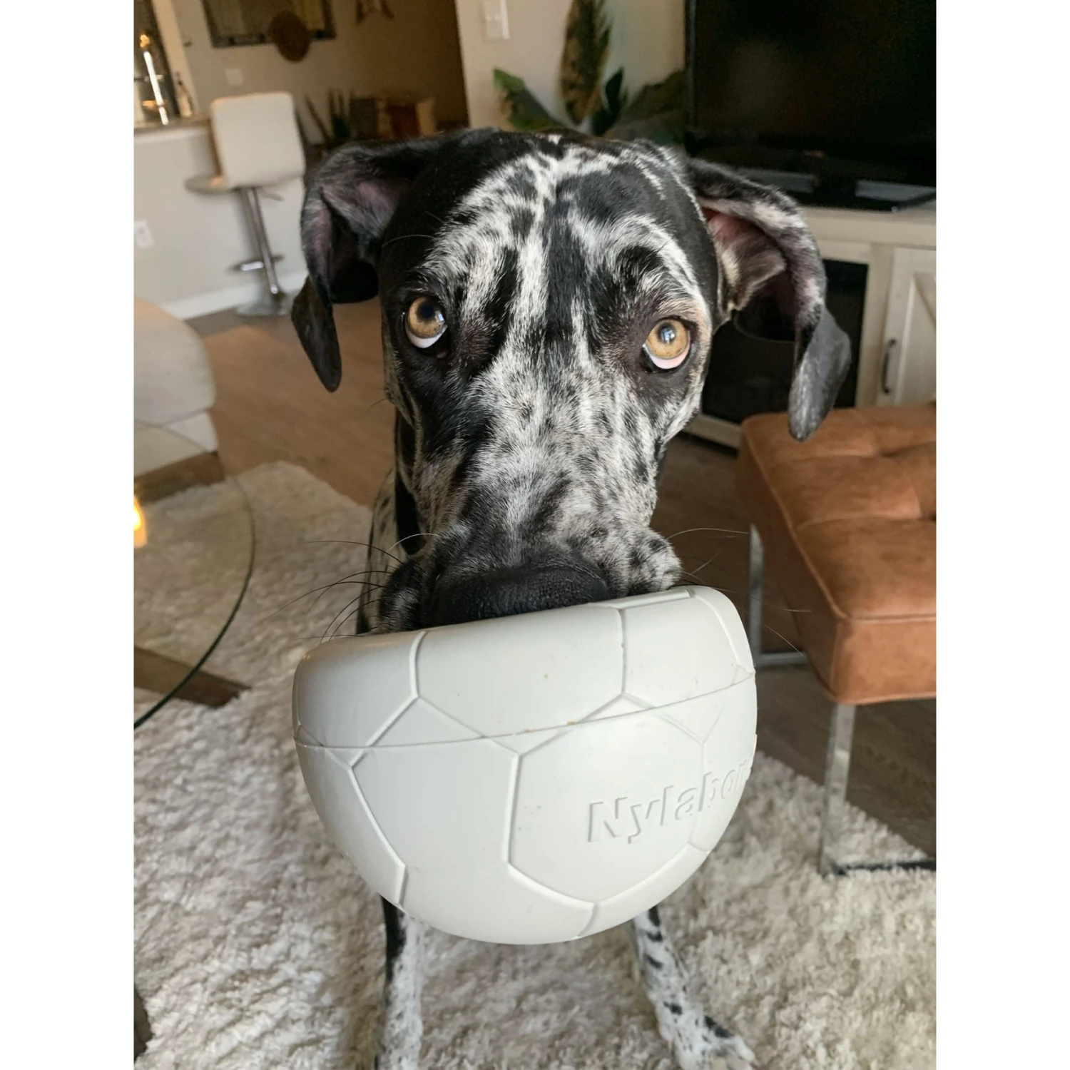 Nylabone Power Play Gripz Soccer Ball Dog Toy - Image 2