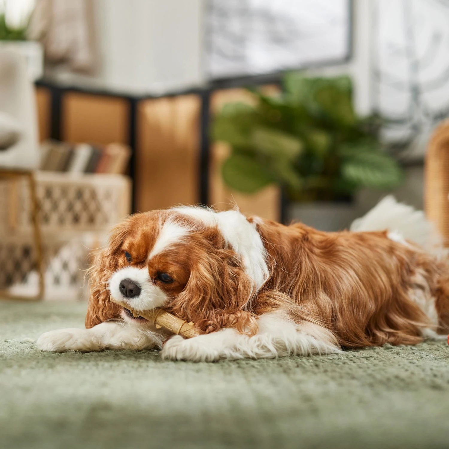 Ethical Pet Bambone & Bamboo Chicken Dog Toy - Image 5