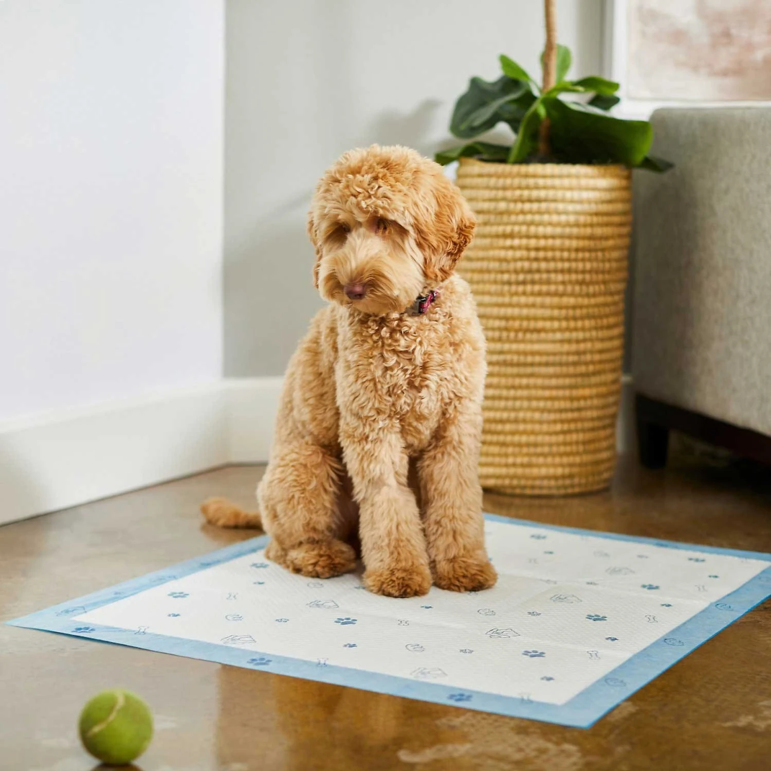 Frisco Fold & Carry Single Door Collapsible Wire Dog Crate & Frisco Premium Extra Large Printed Dog Training & Potty Pads - Image 9