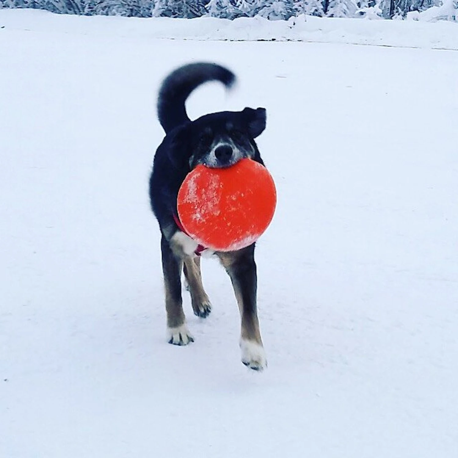 SodaPup Bottle Top Rubber Flying Disk Dog Toy - Image 4