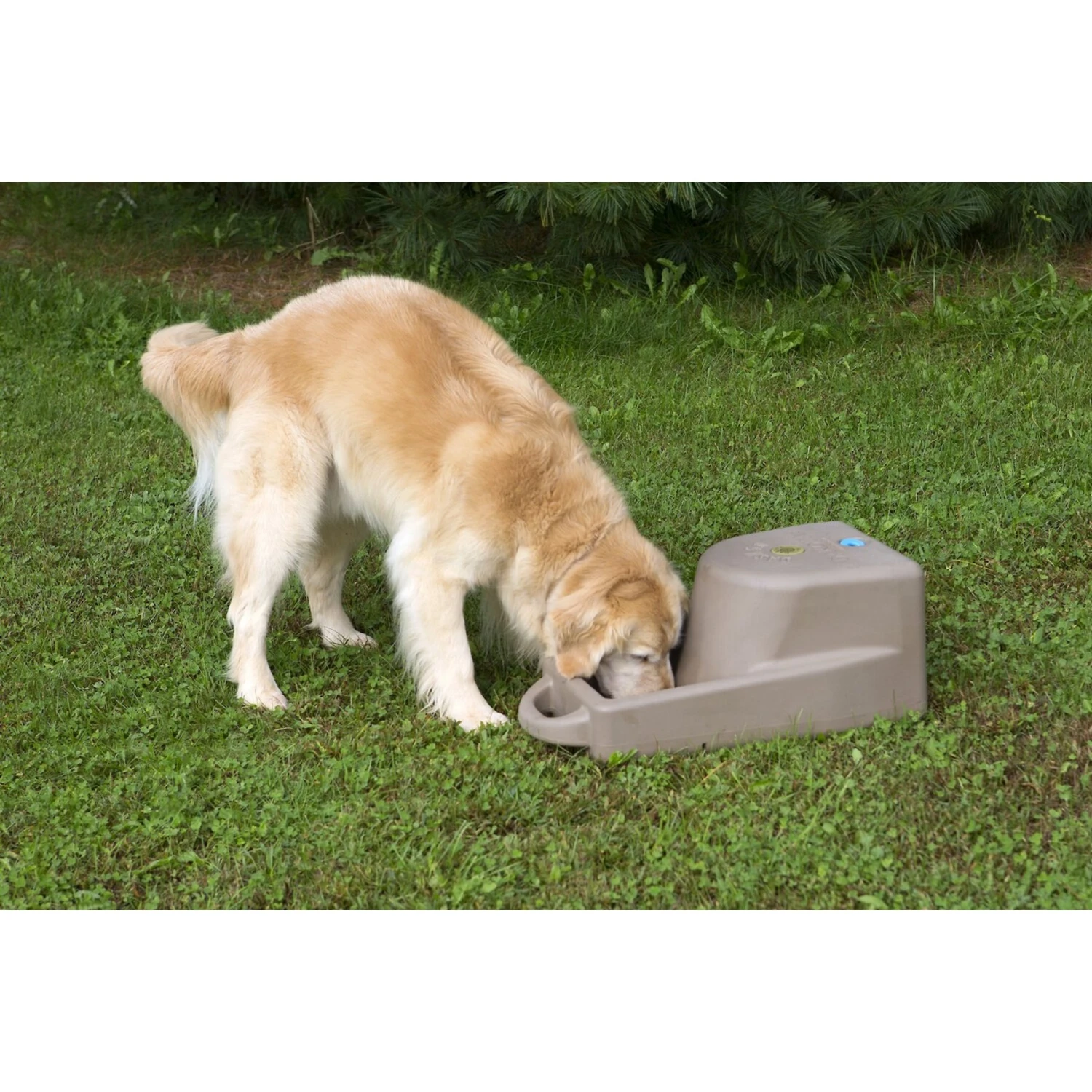 Dakota 283 Dash Dakota Guard Antimicrobial Dog Watering System - Image 4