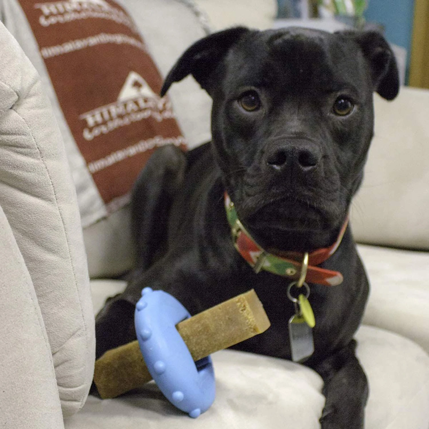 Himalayan Pet Supply Bonehead Chew Guardian Chew Smarter & Longer Dog Toy - Image 8