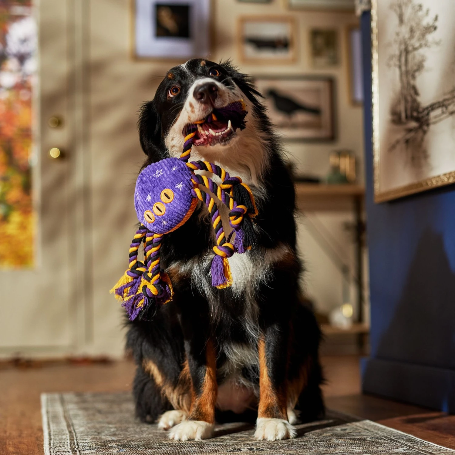 Frisco Halloween Magical Spider Plush With Rope Squeaky Dog Toy - Image 4