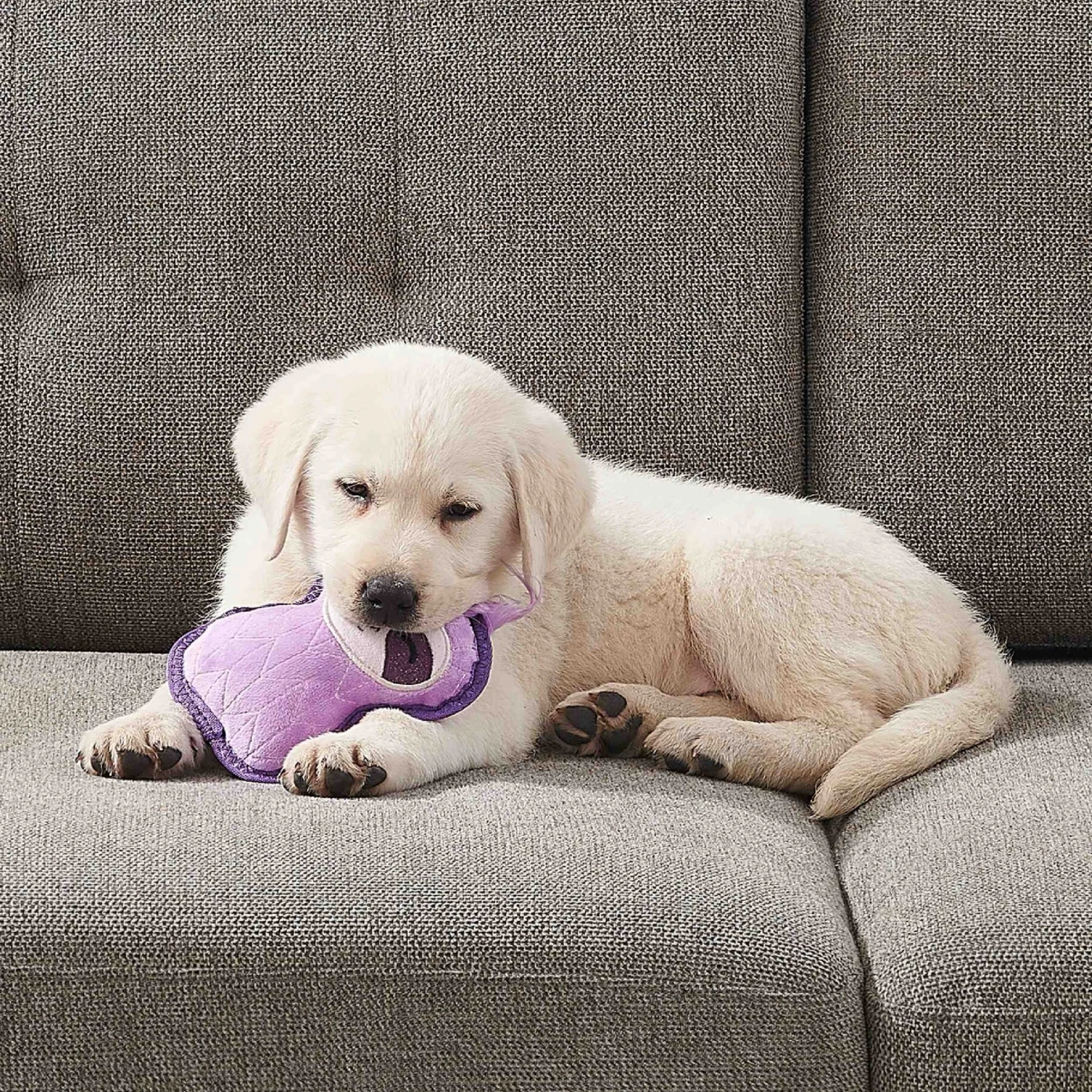 Outward Hound Xtreme Seamz Sloth Durable Squeaky Dog Toy, Purple, Small - Image 6