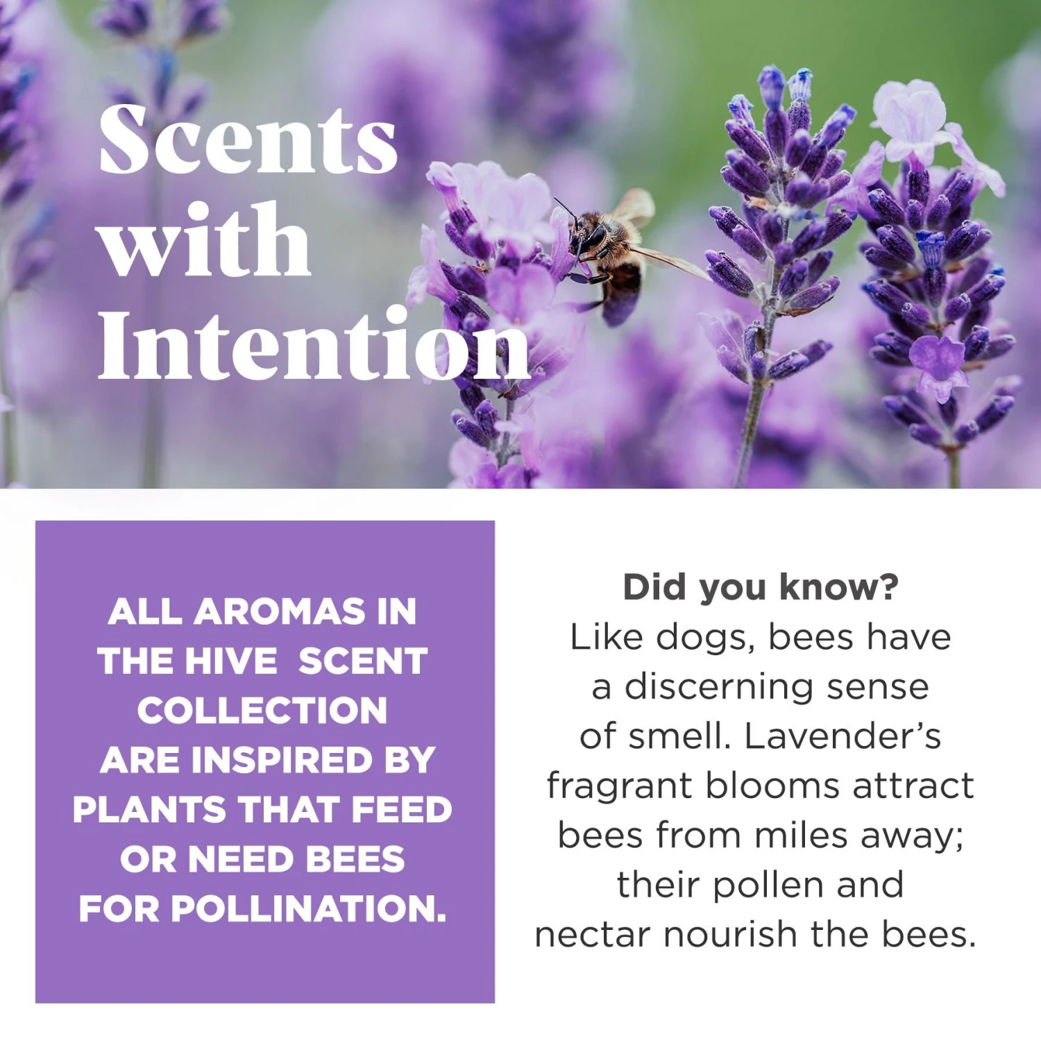 Project Hive Pet Company Hive Calming Lavender Scented Disc & Lick Mat Dog Toy, Purple - Image 4