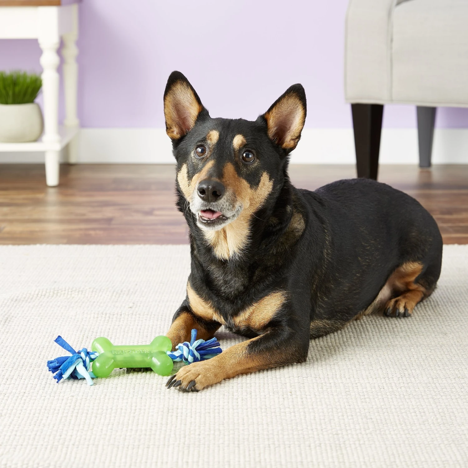 Mammoth Bone With Cloth Rope For Dogs, Color Varies - Image 2