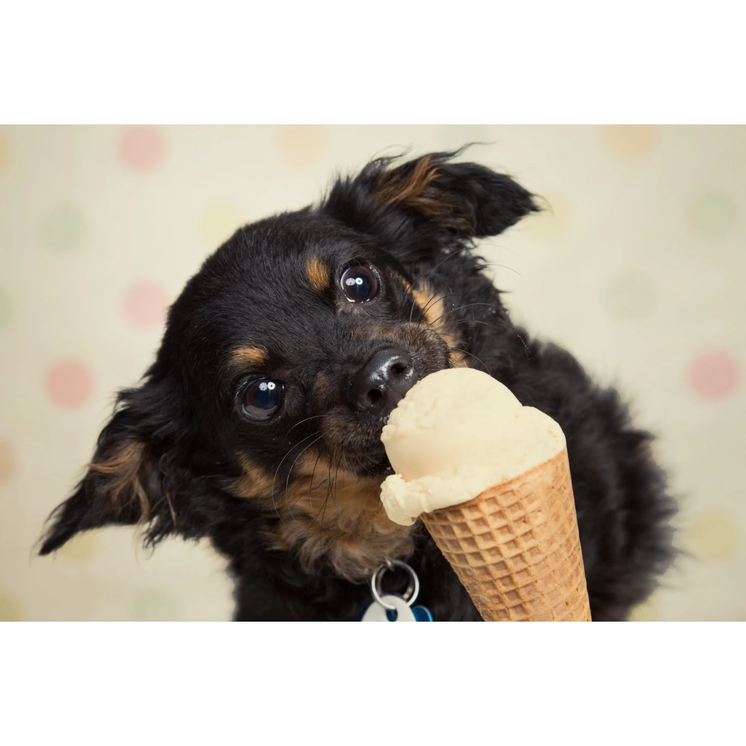 Goody Box Birthday Dog Toys & Treats & Pooch Creamery Peanut Butter Flavor Ice Cream Mix Dog Treat, 5.25-oz Cup - Image 9